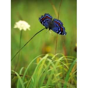 Butterfly on Flower, Ukhahlamba Drakensberg Park, South Africa Photos 