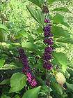 Callicarpa Dichotoma 200 Seeds, Ornamental Purple Beauty Berry Shrub