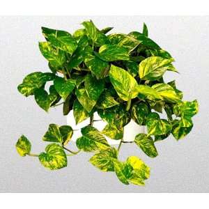  Golden Devils Ivy   Pothos   Epipremnum   6 Hanging Pot 