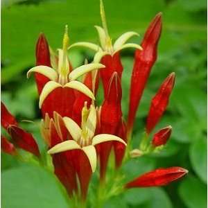  Indian Pink Perennial Patio, Lawn & Garden