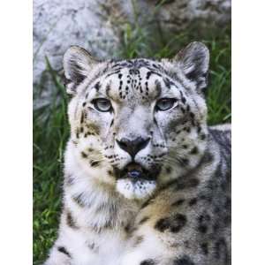  Portrait of Snow Leopard at the Sacramento Zoo, Sacramento 