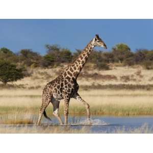  Giraffe, Wading Through Seasonal Water on Pan Photographic 