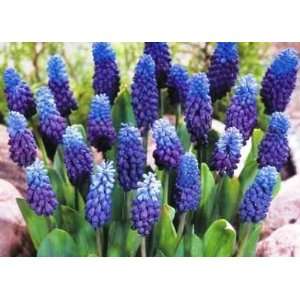   Purple/blue Muscari (Grape) Hyacinth Seed Pack Patio, Lawn & Garden