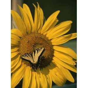  A Yellow Swallowtail Butterfly Sits on a Sunflower in the 