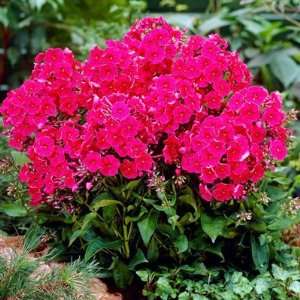  Phlox Red Riding Hood Patio, Lawn & Garden