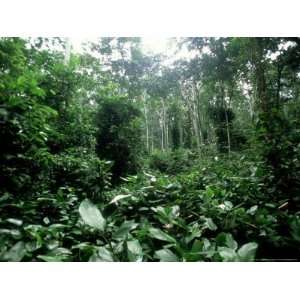  Tropical Forest, Gabon, Central Africa Giclee Poster Print 